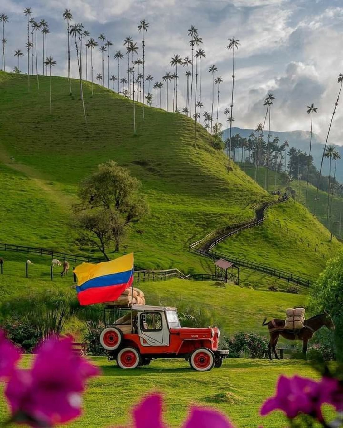 Palmas de cera en el Valle de Cocora, Eje Cafetero